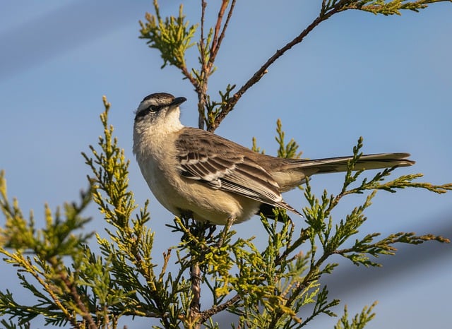 Free download bird wild bird animal nature free picture to be edited with GIMP free online image editor