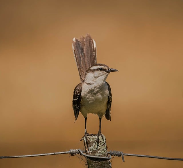 Free download bird wild bird bird watching animal free picture to be edited with GIMP free online image editor