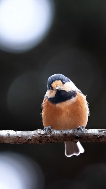 Free download bird wild bird nature ornithology free picture to be edited with GIMP free online image editor