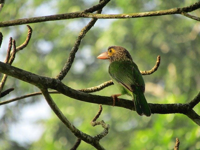 Free download Bird Wildlife Animal -  free photo or picture to be edited with GIMP online image editor