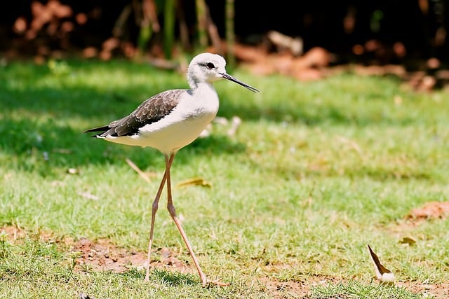 Free download bird wildlife black winged stilt free picture to be edited with GIMP free online image editor