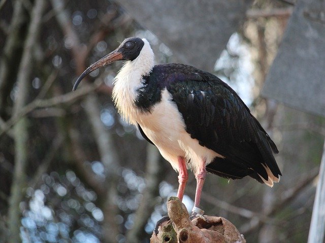 Unduh gratis Bird Wildlife Feather - foto atau gambar gratis untuk diedit dengan editor gambar online GIMP