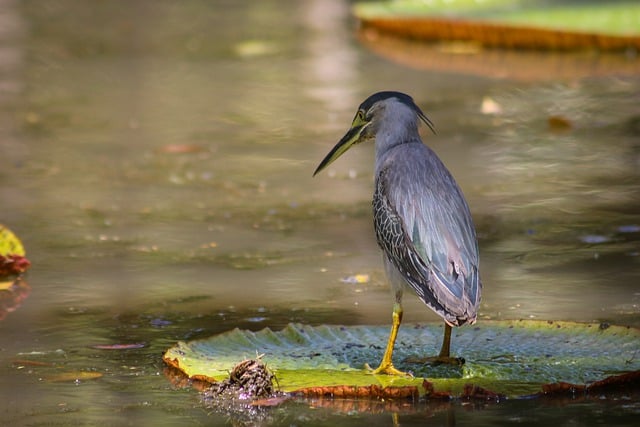 Free download bird wildlife lily pads lake free picture to be edited with GIMP free online image editor