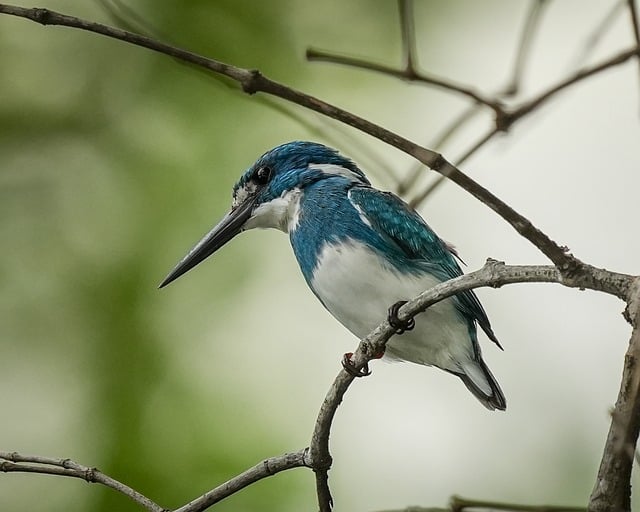 Free download bird wildlife natural animal hair free picture to be edited with GIMP free online image editor