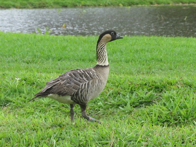 Free download bird wildlife nene waterfowl nene free picture to be edited with GIMP free online image editor