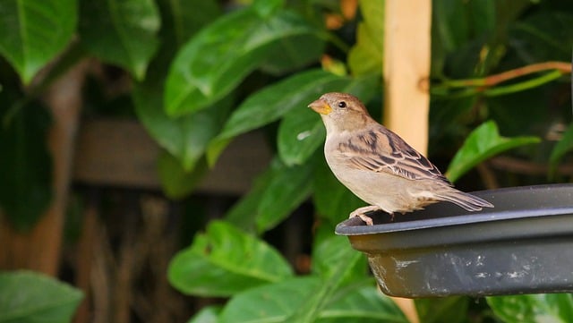 Free download bird wildlife ornithology free picture to be edited with GIMP free online image editor