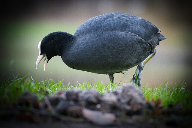 Free download bird wildlife park coot free picture to be edited with GIMP free online image editor