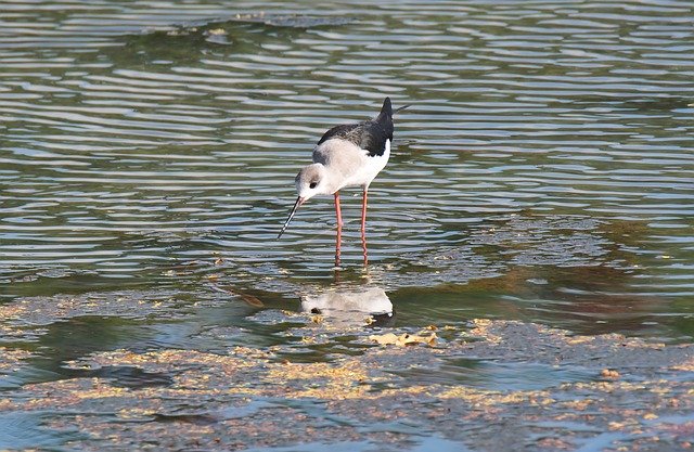 دانلود رایگان Bird Wild Wildlife - عکس یا تصویر رایگان قابل ویرایش با ویرایشگر تصویر آنلاین GIMP