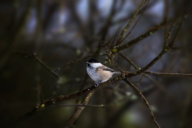Free download bird willow tit beak ornithology free picture to be edited with GIMP free online image editor