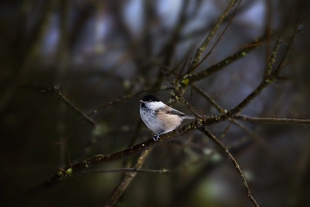 Ücretsiz indir kuş söğüt baştankara gaga ornitoloji ücretsiz resim GIMP ücretsiz çevrimiçi resim düzenleyici ile düzenlenebilir