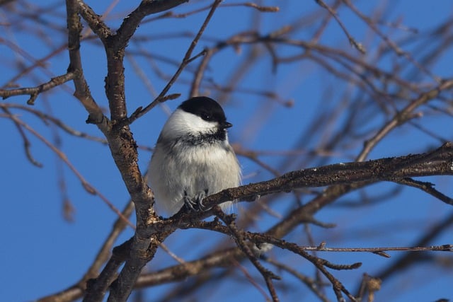 Free download bird willow tit tree branch nature free picture to be edited with GIMP free online image editor