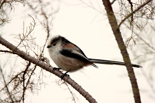 دانلود رایگان عکس بال پرنده پر و پر حیوانات برای ویرایش با ویرایشگر تصویر آنلاین رایگان GIMP