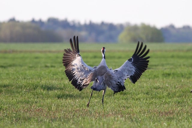 Free download bird wings animal spring nature free picture to be edited with GIMP free online image editor