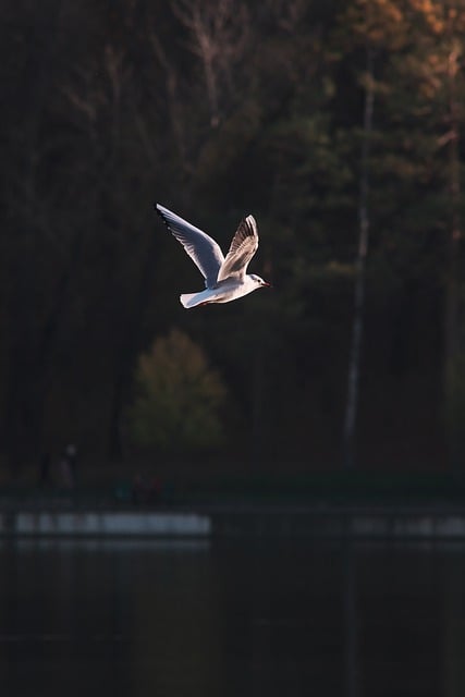 Free download bird wings flight lake autumn free picture to be edited with GIMP free online image editor