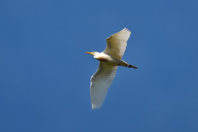 Free download bird wings flight sky blue free picture to be edited with GIMP free online image editor