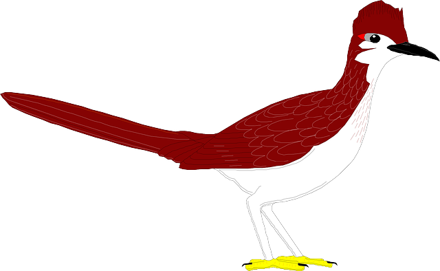 Free download Bird Wings Roadrunner - Free vector graphic on Pixabay free illustration to be edited with GIMP free online image editor