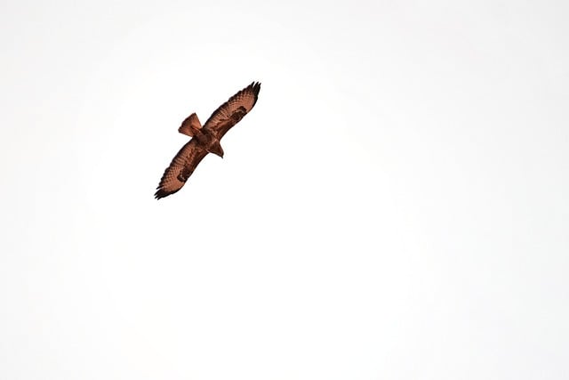 Free download bird wings strawberry kite free picture to be edited with GIMP free online image editor