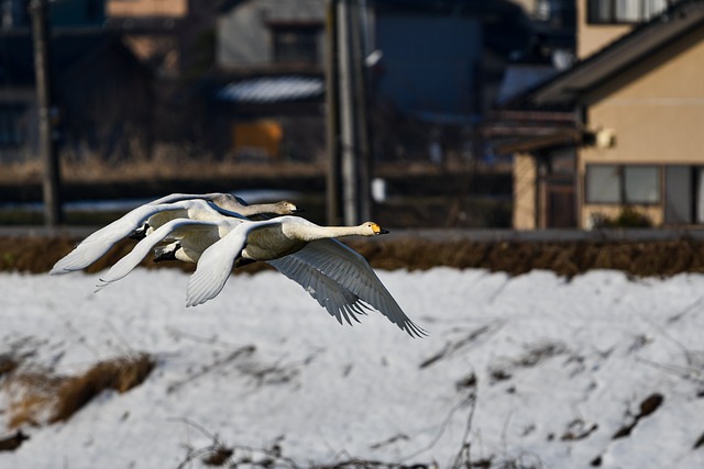 Descargue gratis la imagen gratuita de las aves acuáticas del cisne con alas de pájaro para editar con el editor de imágenes en línea gratuito GIMP