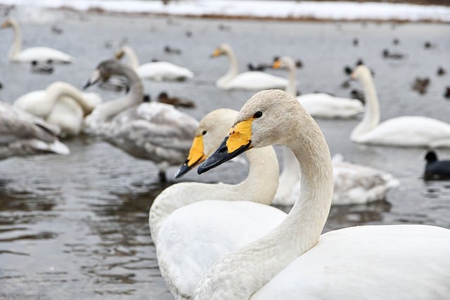 Free download bird winter bird swan whooper swan free picture to be edited with GIMP free online image editor