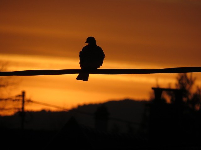 Free download Bird Wire Sunset -  free photo or picture to be edited with GIMP online image editor