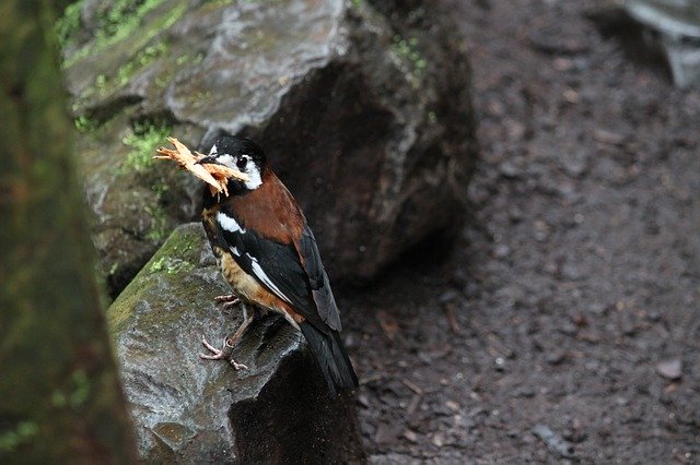 Free download Bird Wood Animal -  free photo or picture to be edited with GIMP online image editor