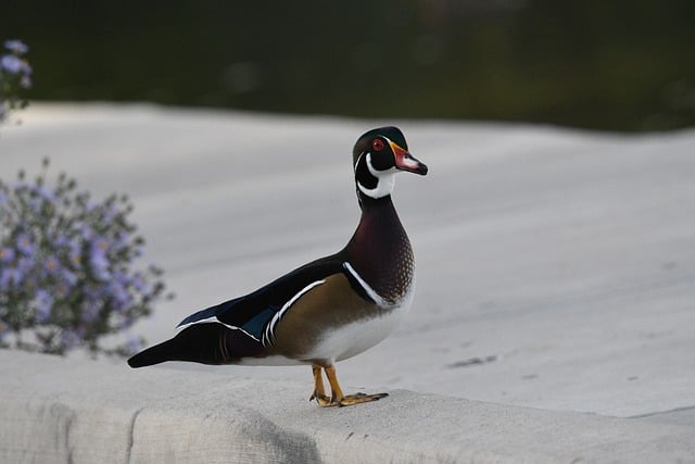 Téléchargement gratuit oiseau canard branchu mâle faune image gratuite à éditer avec l'éditeur d'images en ligne gratuit GIMP