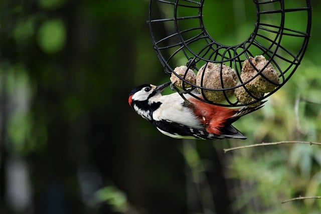 Free download bird woodpecker free picture to be edited with GIMP free online image editor