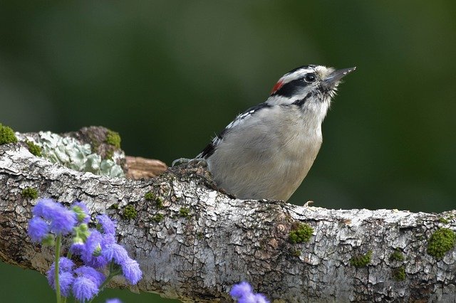 Descarga gratuita Bird Woodpecker Downy - foto o imagen gratis y gratuita para editar con el editor de imágenes en línea GIMP