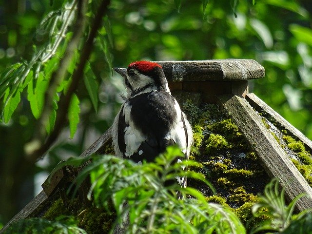 Template Photo Bird Woodpecker Great Spotted -  for OffiDocs