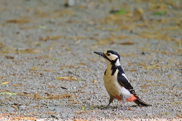Free download bird woodpecker ornithology species free picture to be edited with GIMP free online image editor