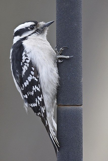 Free download Bird Woodpecker Pole -  free photo or picture to be edited with GIMP online image editor