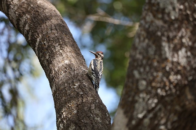 Free download bird woodpecker wildlife checkered free picture to be edited with GIMP free online image editor