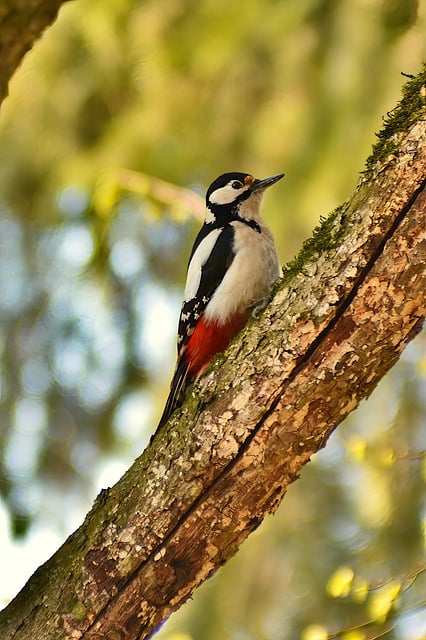 Free download bird woodpecker winged animal free picture to be edited with GIMP free online image editor