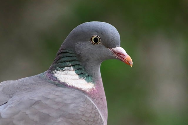 Free download bird wood pigeon dove beak plumage free picture to be edited with GIMP free online image editor