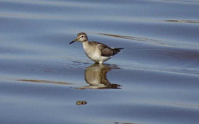 Free download bird wood sandpiper ornithology free picture to be edited with GIMP free online image editor