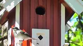 Free download Bird World Box Sweden -  free video to be edited with OpenShot online video editor