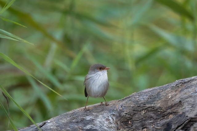 Free download bird wren ornithology species free picture to be edited with GIMP free online image editor
