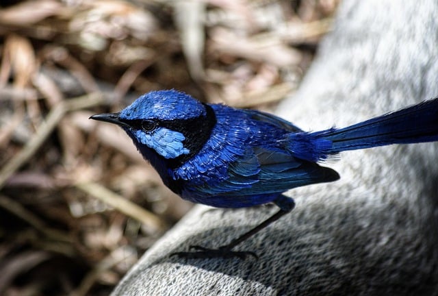 Free download bird wren splendid fairy wren avian free picture to be edited with GIMP free online image editor