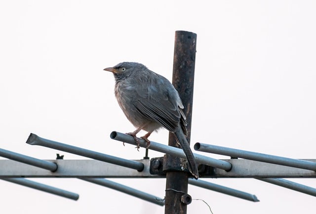 Free download bird yellow billed babbler animal free picture to be edited with GIMP free online image editor