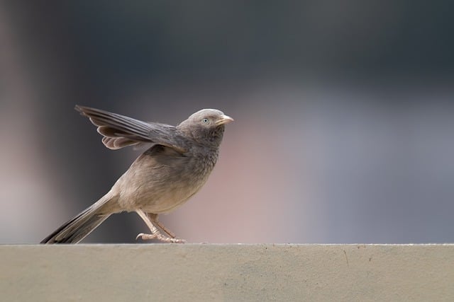 הורדה חינם של ציפור צהוב מנופח babbler תמונה בחינם לעריכה עם עורך תמונות מקוון בחינם של GIMP