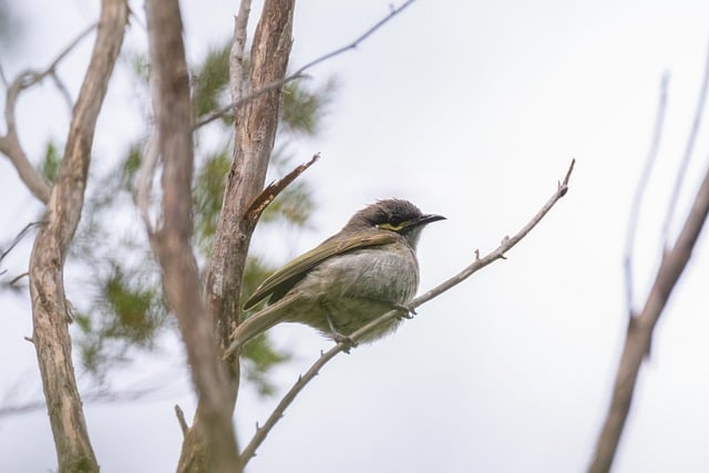 Free download bird yellow faced honeyeater free picture to be edited with GIMP free online image editor