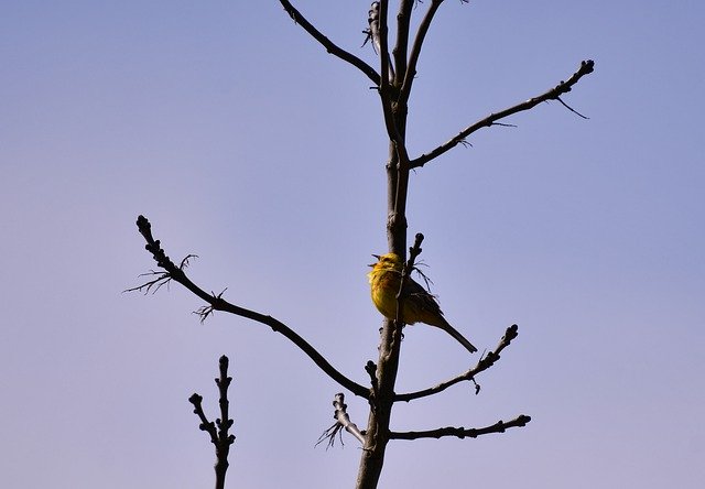 Free download Bird Yellowhammer Songbird -  free photo or picture to be edited with GIMP online image editor
