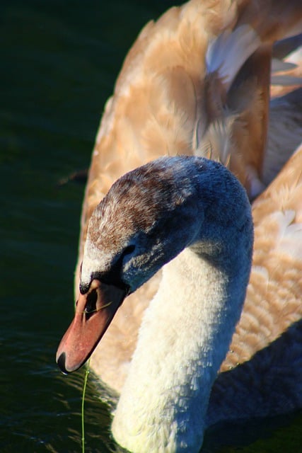 Free download bird young swan water bird plumage free picture to be edited with GIMP free online image editor
