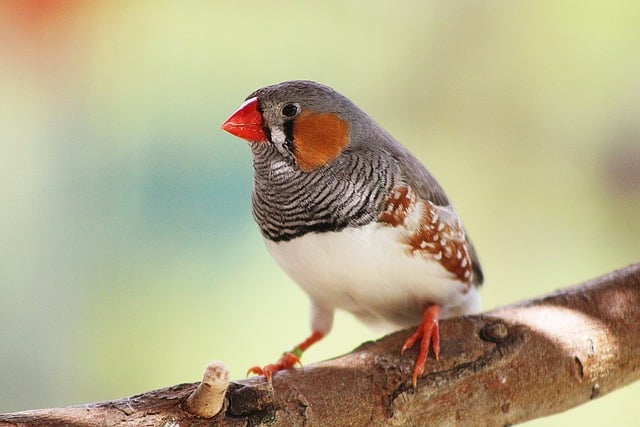 Free download bird zebra finch finch free picture to be edited with GIMP free online image editor