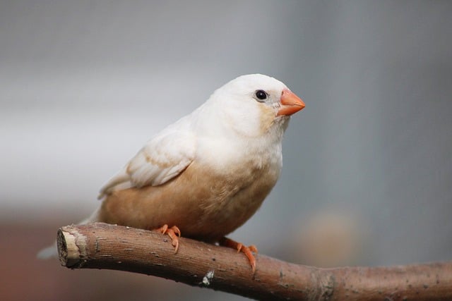 Free download bird zebra finch finch plumage free picture to be edited with GIMP free online image editor