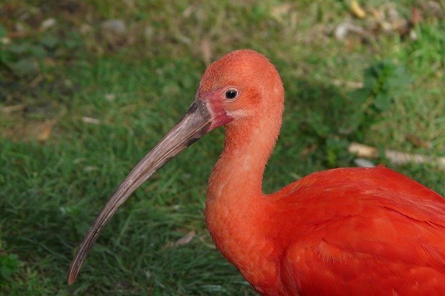 Descărcare gratuită Bird Zoo Animal - fotografie sau imagini gratuite pentru a fi editate cu editorul de imagini online GIMP
