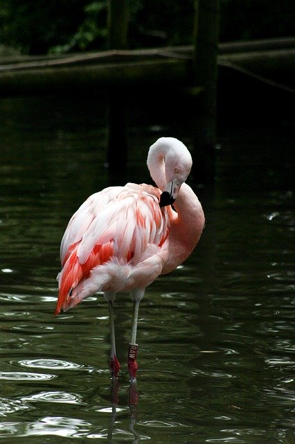 Muat turun percuma Bird Zoo Flamingo - foto atau gambar percuma untuk diedit dengan editor imej dalam talian GIMP
