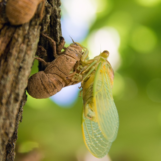 Free download birth cicada windmill gard free picture to be edited with GIMP free online image editor