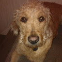 Biscuit Labradoodle  screen for extension Chrome web store in OffiDocs Chromium