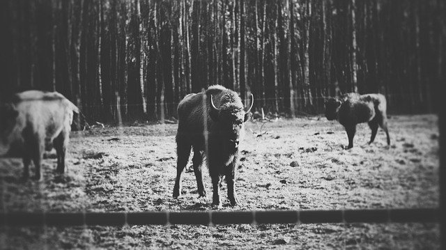 Vorlage Foto Bison Tiere Wild - für OffiDocs